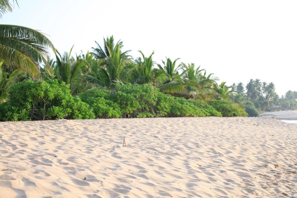 Mangrove Beach Cabana 탕갈레 외부 사진